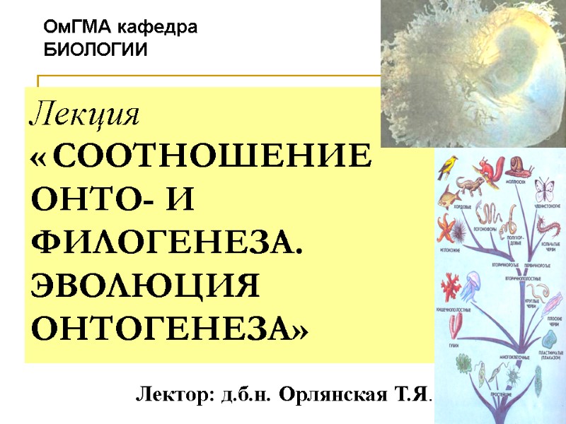 Лекция « СООТНОШЕНИЕ ОНТО- И ФИЛОГЕНЕЗА. ЭВОЛЮЦИЯ ОНТОГЕНЕЗА» Лектор: д.б.н. Орлянская Т.Я. Лекция « СООТНОШЕНИЕ ОНТО- И ФИЛОГЕНЕЗА. ЭВОЛЮЦИЯ ОНТОГЕНЕЗА» Лектор: д.б.н. Орлянская Т.Я.